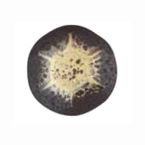 Bronze Renaissance - BR249